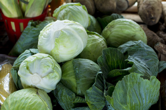Cabbage 