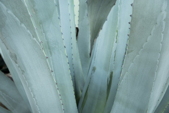 Green agave leaves with thorn background. Green thorned agava close-up. Abstract cactus background.