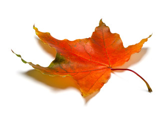 Red autumn maple leaf