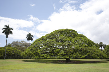 Monkeypot Tree 