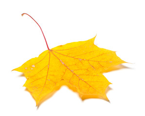 Yellow autumn maple leaf