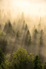 Papier Peint photo Matin avec brouillard Forêt brumeuse