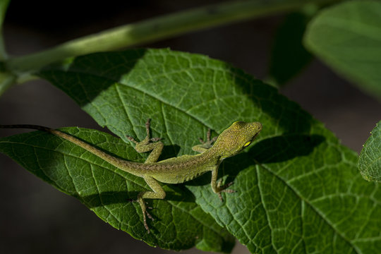 chameleons