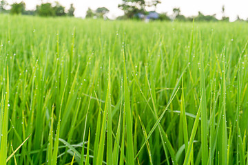 Green rice blurred back ground