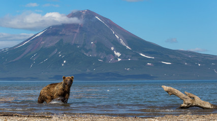 bears of Kamchatka