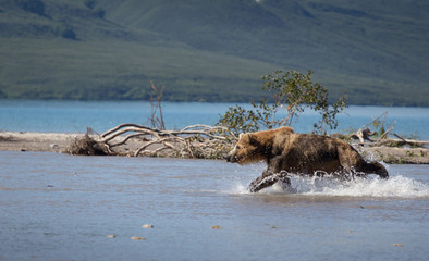 Bear running in Kamchatka lake