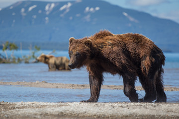 Bears in wild Kamchatka