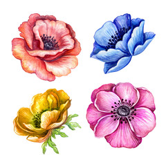 watercolor illustration, anemone, assorted flower collection, floral design elements isolated on white background