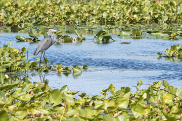 Great Heron Hunting in a Marsh Area
