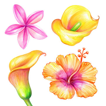 Fototapeta watercolor illustration, plumeria, calla lily, hibiscus, tropical yellow flowers collection, floral design elements isolated on white background