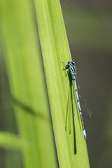Libellule du marais de Montfort - Grésivaudan - Isère.