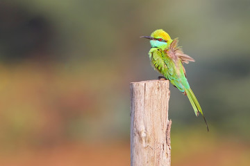 Little green bee eater