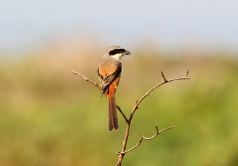  Long-tailed Shrike - Lanius schach