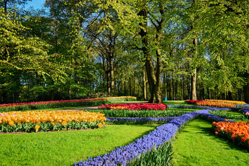 Plakat Blooming tulips flowerbeds in Keukenhof flower garden, Netherlan