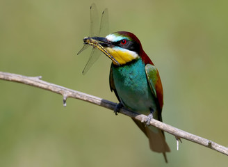 European bee eater on the branch with a large dragonfly in the beak.