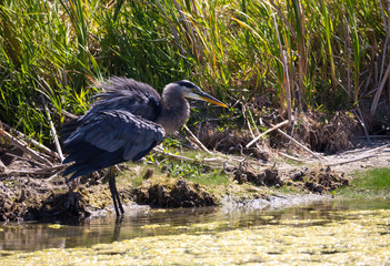 Great Blue Heron