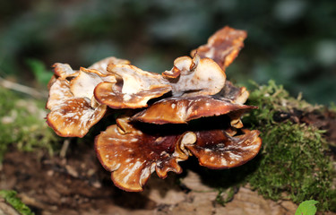 Baumpilz von Moos umgeben