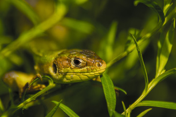 Lézard du marais de Montfort - Grésivaudan - Isère.