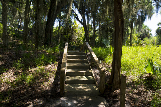 tropical wooden walkway through palms 