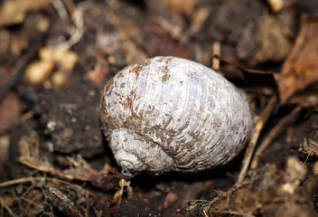 Schneckenhaus einer Weinbergschnecke