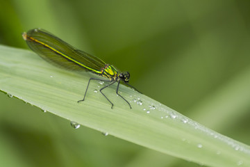 Libellule du marais de Montfort - Grésivaudan - Isère.