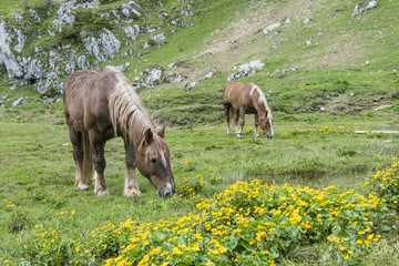 grazinh horses