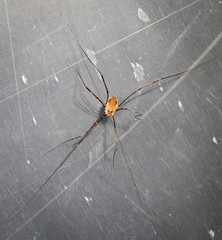 Weberknecht, Spinne, Natur