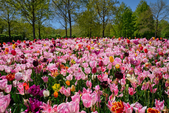 Blooming tulips flowerbed in Keukenhof flower garden, Netherland