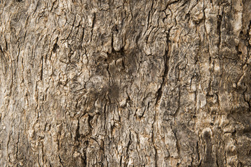 Old tree bark texture.