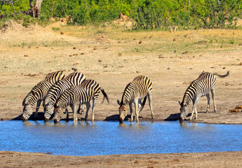 Fototapeta na wymiar Burchells zebras drinking at a waterhole with heads down in good natural sunlight., hwange