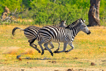 Burchell Zebras running across the African Savannah 