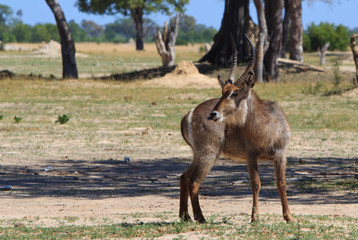 Naklejka na ściany i meble A large male waterbuck standing on the plains in Hwange, with a natural bushveld background