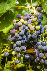 Wine grapes in veraison stage on vine