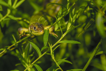L&eacute;zard du marais de Montfort - Gr&eacute;sivaudan - Is&egrave;re.