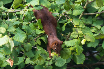 Eichhörnchen sammelt Nüsse der Haselnuss als Wintervorrat in artistischer Weise.