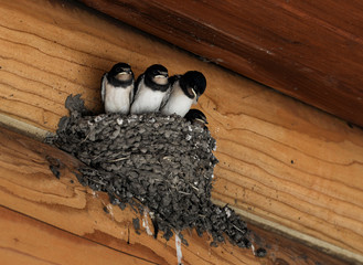 Barn swallow chicks in the nest