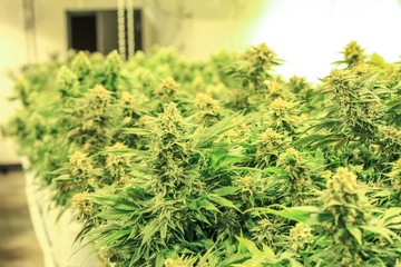 Cannabis Grow - Cannabis Flowering
