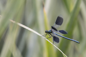 Libellule du marais de Montfort - Grésivaudan - Isère. © Richard