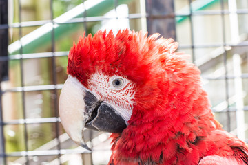 Fototapeta premium En färgglad lugn och trygg papegoja lever tillsammans med Lemurerna på Skansen
