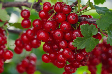 Bunches of red currants in the garden
