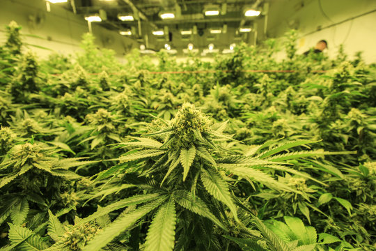 Flowering Cannabis Plants Indoor