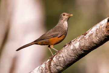 Sabiá-laranjeira (Turdus rufiventris) | Rufous-bellied Thrush photographed in Linhares, Espírito...
