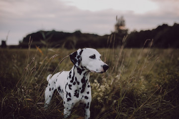 Niedlicher Dalmatiner auf einem freien Feld in der Natur