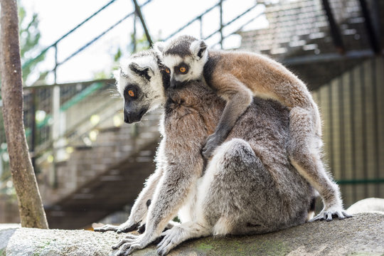 Dessa glada busiga och otroligt gulliga Lemurer finns p&aring; Skansen i Stockholm
