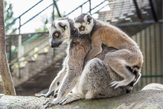 Dessa glada busiga och otroligt gulliga Lemurer finns p&aring; Skansen i Stockholm