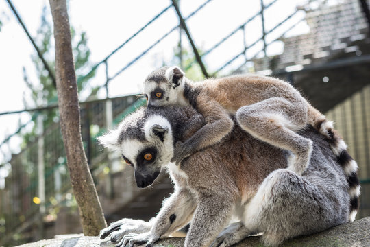 Dessa glada busiga och otroligt gulliga Lemurer finns p&aring; Skansen i Stockholm