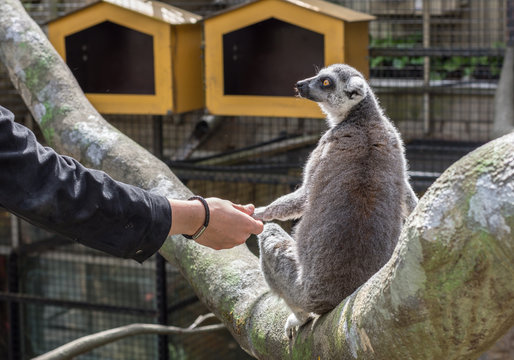 Dessa glada busiga och otroligt gulliga Lemurer finns p&aring; Skansen i Stockholm