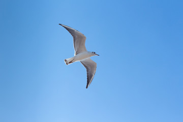 Fototapeta na wymiar Seagull Flying in Sky