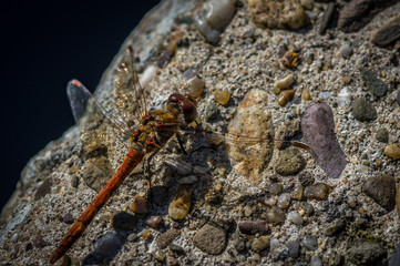 Dragonfly, Moustached Darter, Sympetrum vulgatum, resting on a Rock. Closeup with selective focus 