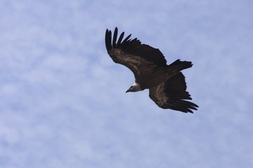vautour du Verdon